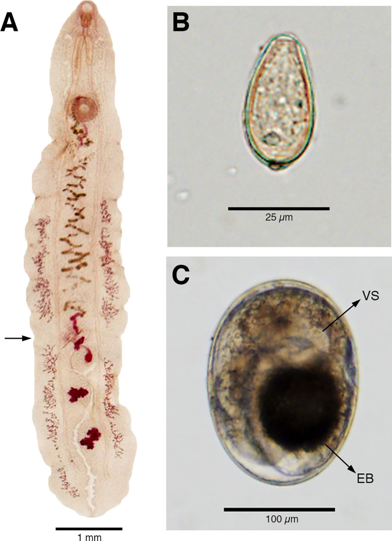 Fig 2