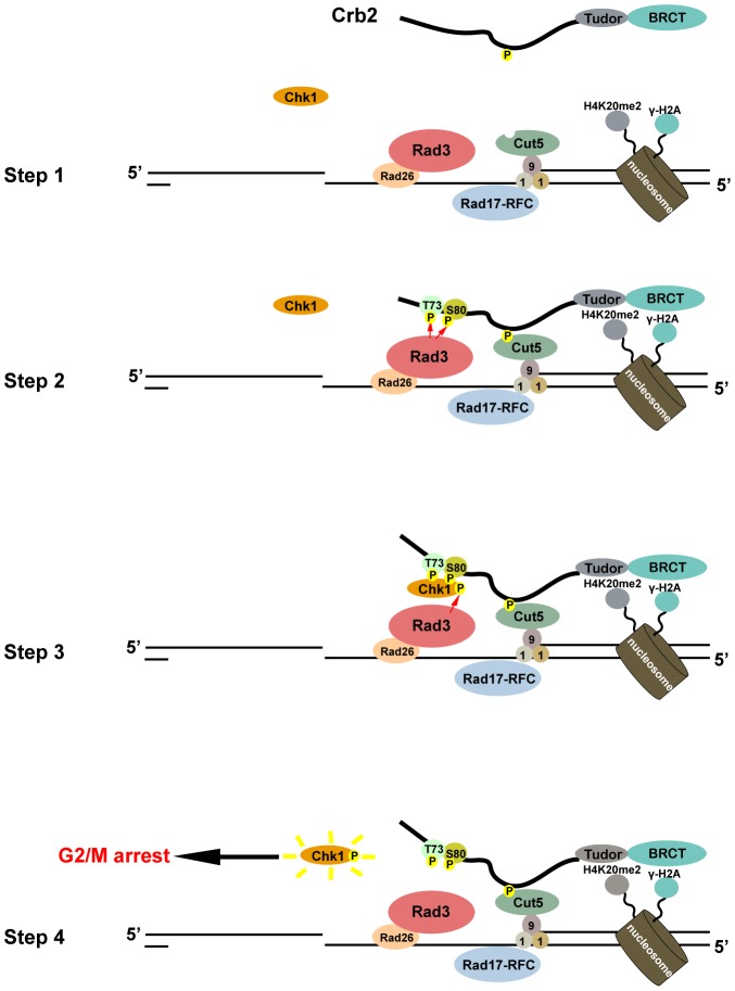 Figure 7