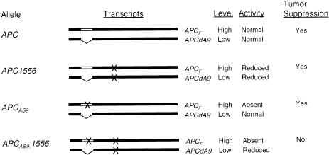 Figure  4 