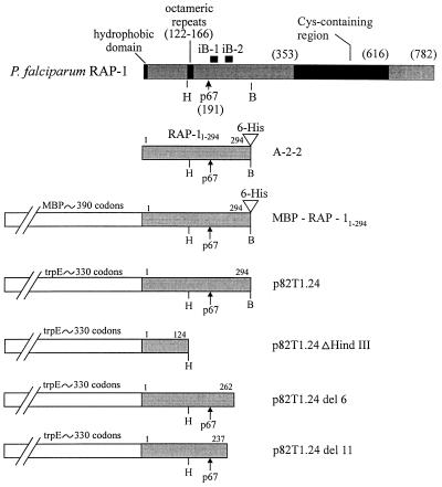 FIG. 1