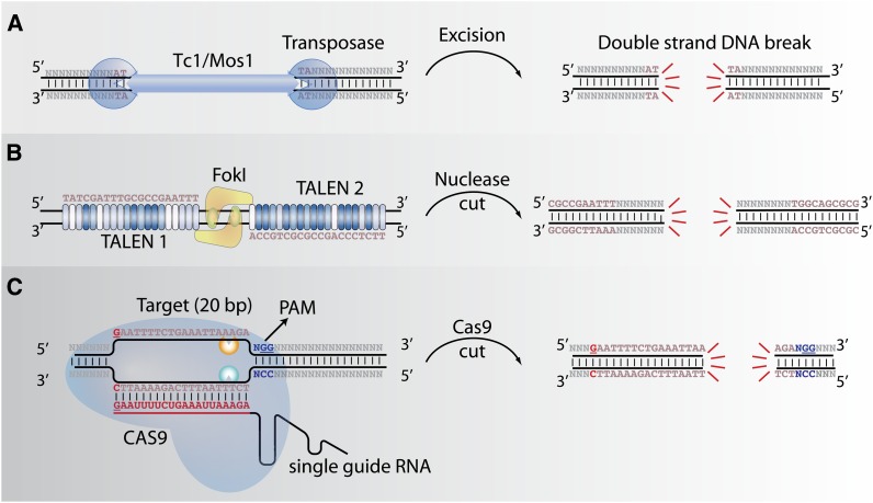 Exciting Prospects for Precise Engineering of Caenorhabditis elegans ...