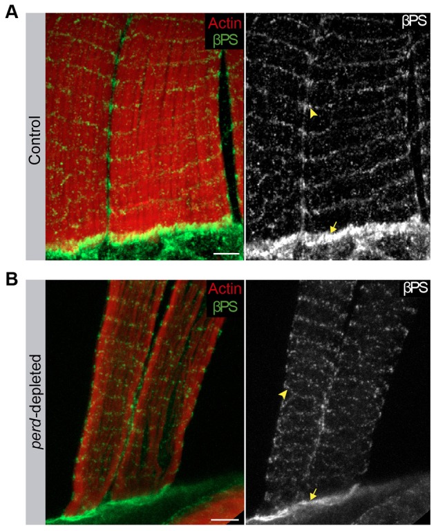 Fig. 8.