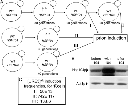 Figure 3.—