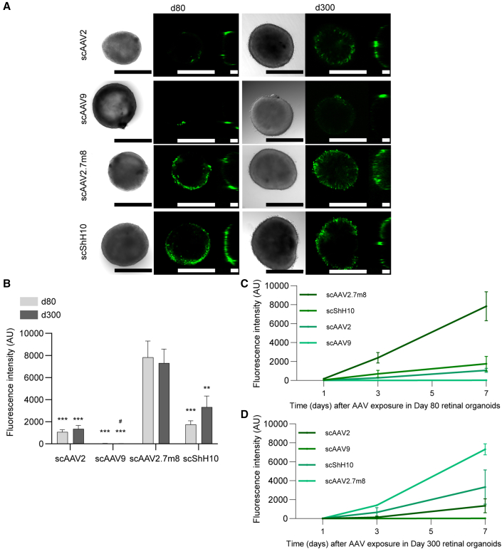 Figure 2