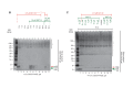 Figure 5—figure supplement 1.