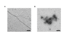 Figure 7—figure supplement 2.