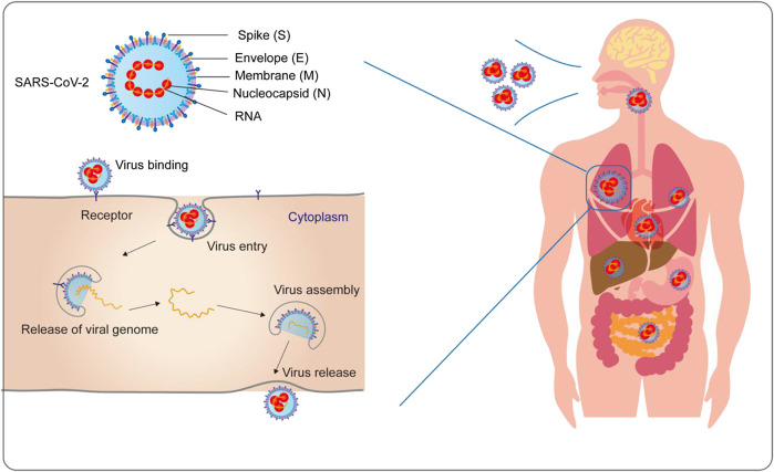 FIGURE 1