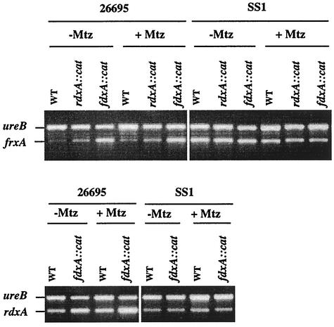 FIG. 2.