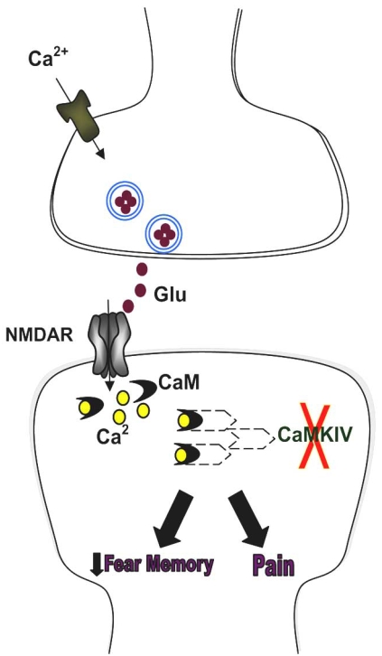 Fig. (4). CaMKIV distinguishes fear memory and chronic pain.