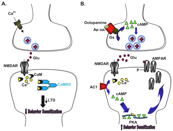 Fig. (2). Two examples of combining chemical and genetic approaches.