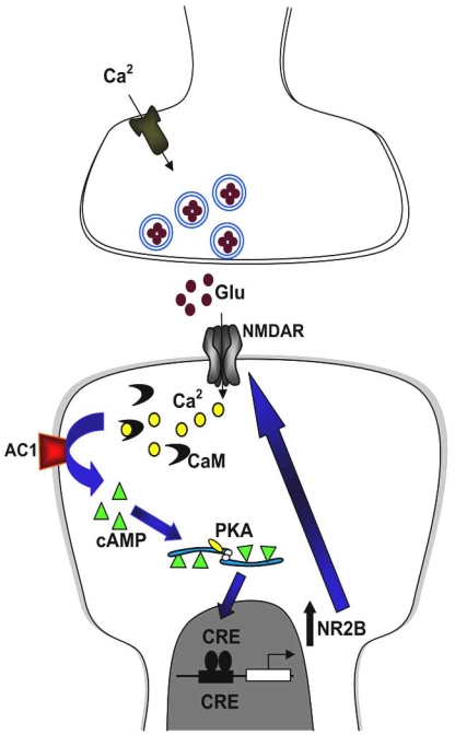 Fig. (3). Identifying a cognitive gene in chronic pain.