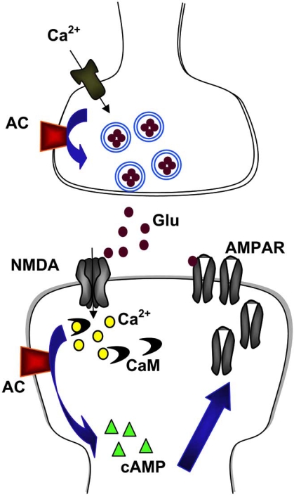 Fig. (1). Identifying a plasticity-selective gene for treating chronic pain.