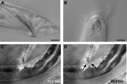 Figure 2.—
