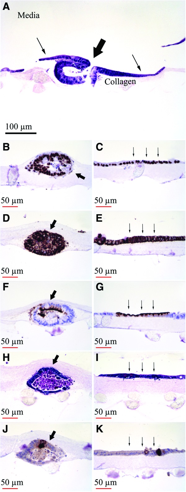 FIG. 7.