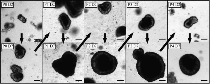 FIG. 5.