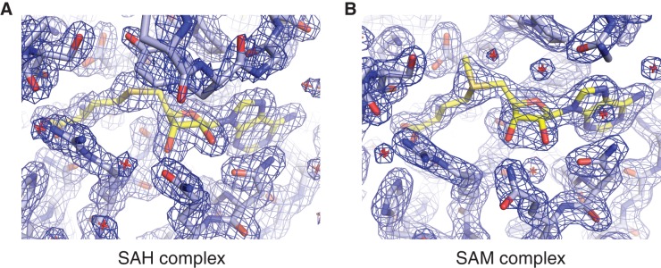 Figure 1—figure supplement 1.