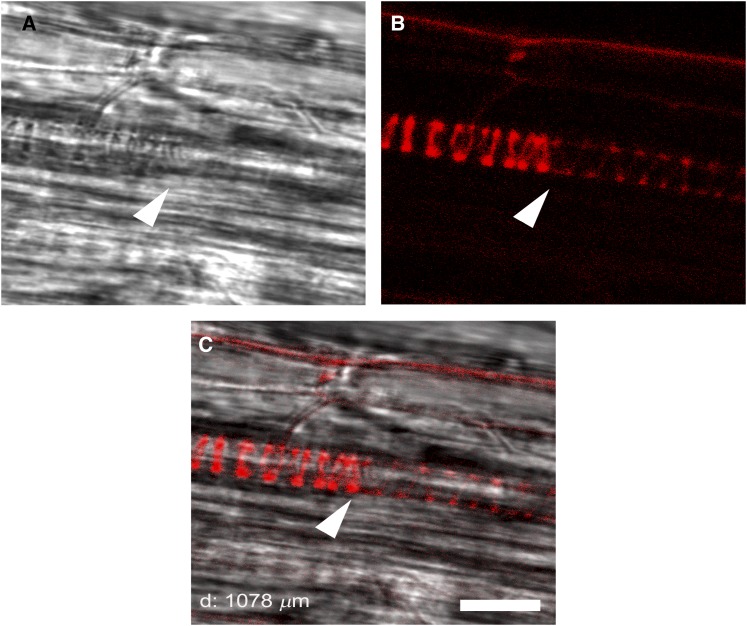 Figure 4.