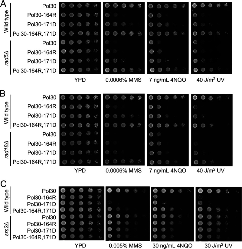 FIG 2