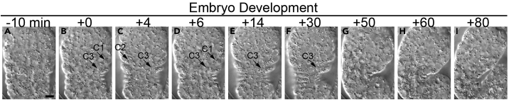 Figure 3