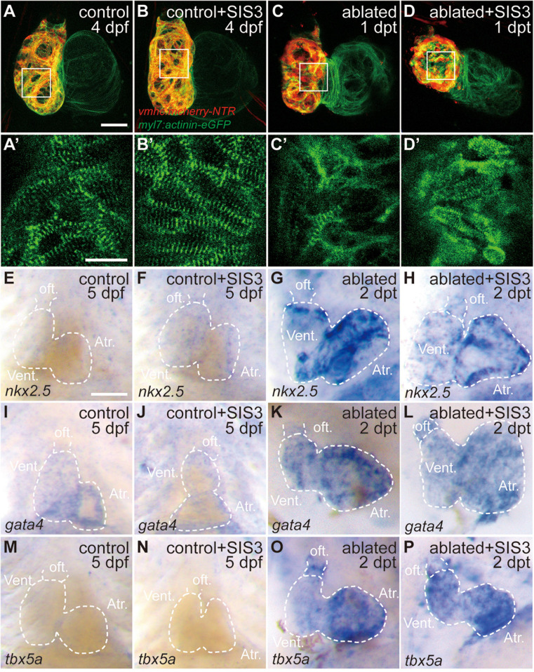 FIGURE 3