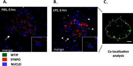 Fig. 4