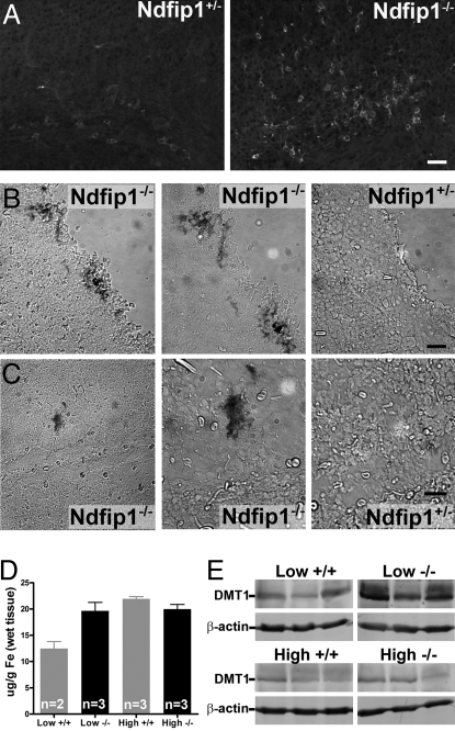 Fig. 8.