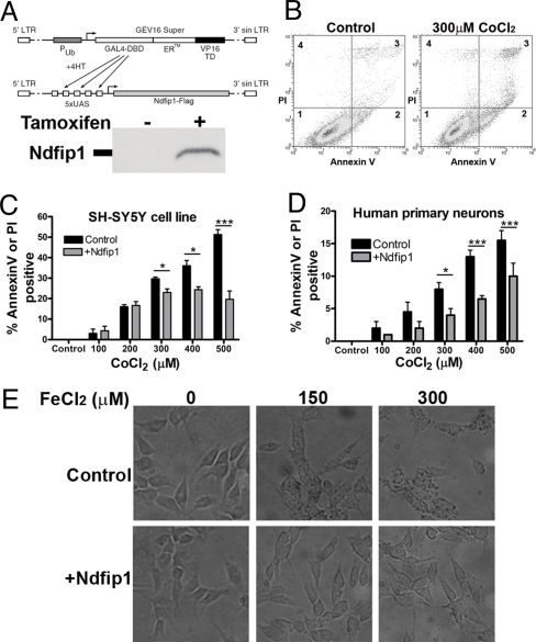 Fig. 2.