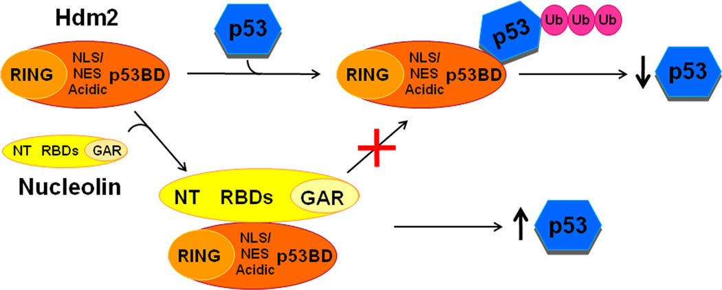 Fig. 8