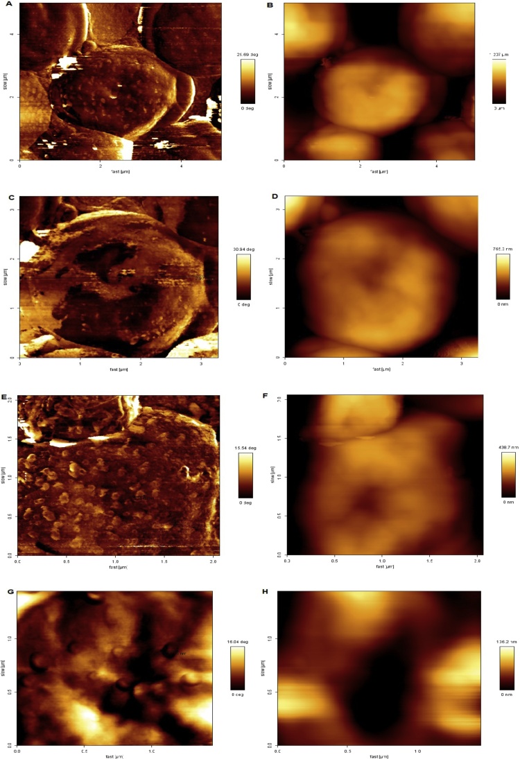 Fig. 8