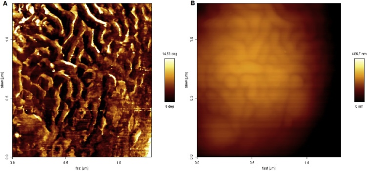 Fig. 7