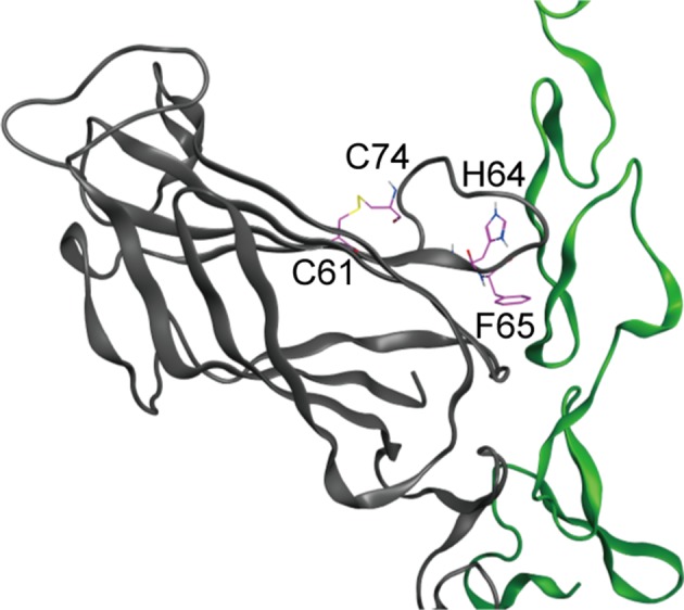 Figure 5—figure supplement 1.