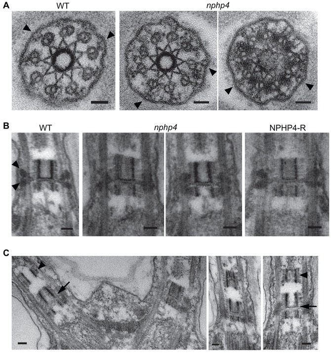 Fig. 6.