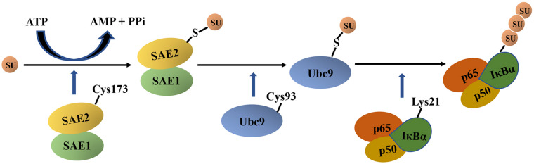 FIGURE 4