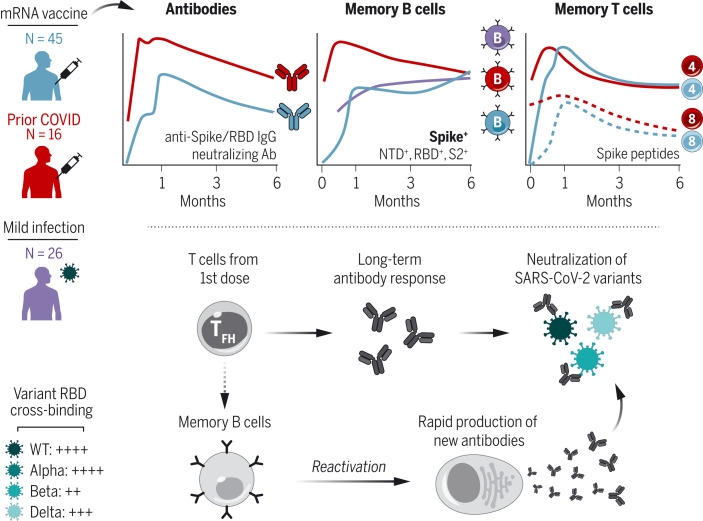 Immune memory after mRNA vaccination.