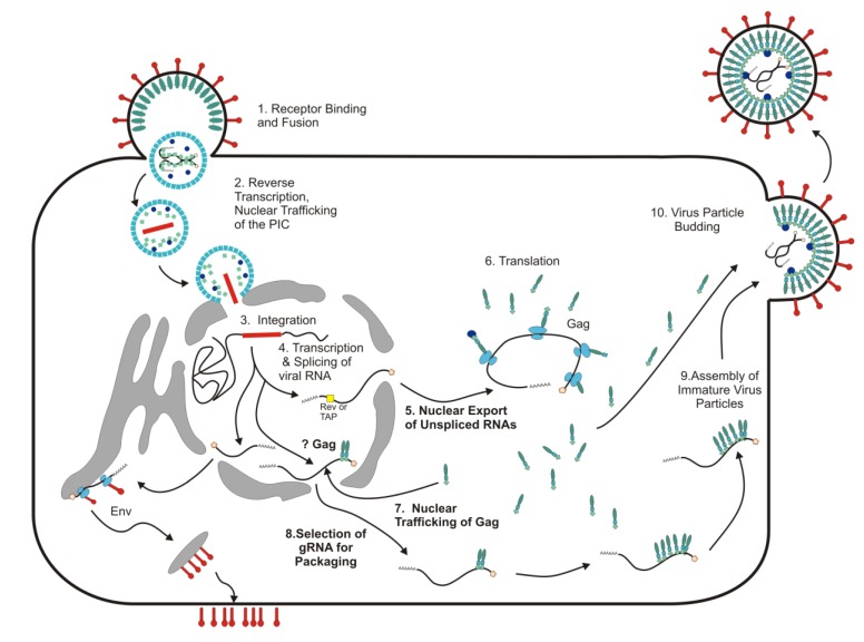 Figure 1