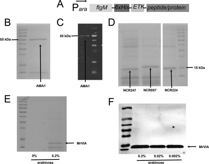 FIG 11