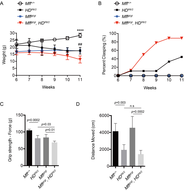 (A) Body weight in male mice was measured at 6-11 weeks of age. n = 7 for Mff+/+; n = 4 for HDR6/2; n = 7 for Mffgt/gt; n=4 for Mffgt/gt, HDR6/2. (B) Clasping behavior was evaluated upon tail suspension at 6-11 weeks of age. n = 9 for all groups. (C) Forelimb grip strength in male mice was examined by a force gauge machine at 11 weeks of age. n = 7 for Mff+/+; n = 4 for HDR6/2; n = 7 for Mffgt/gt; n=4 for Mffgt/gt, HDR6/2. (D) Spontaneous activity by evaluated by recording the total travelled distance during an open field test at 11 weeks of age. n = 9 for all groups. Error bars represent the mean s.e.m. Abbreviations: n.s., not significant.