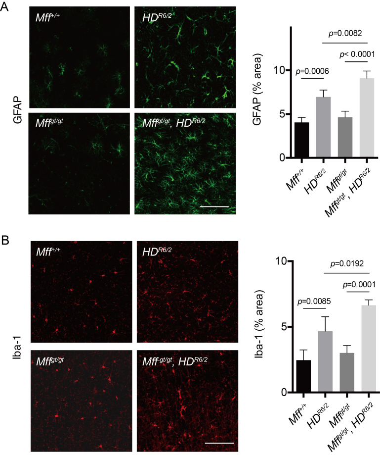 ss of Mff exacerbates astrogliosis and inflammation. (A) Immunohistochemical staining for GFAP, an astrocyte marker (left). Scale bar = 100 μm. Bar graph shows quantification of GFAP-positive area (right). n = 4 per group. (B) Immunohistochemical label for Iba-1, a marker for TFNγ-induced marker of activated microglia (left). Scale bar = 100 μm. Bar graph shows quantification of Iba-1-positive area (right). n = 4 per group. Error bars represent the mean s.e.m.