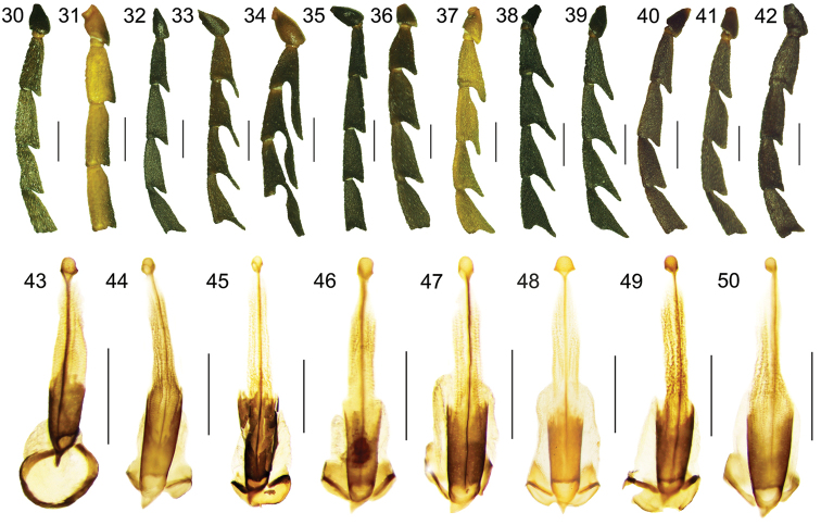 Figures 30–50.