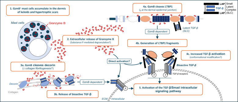 graphic file with name fimmu-15-1484462-g010.jpg