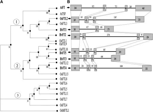 Figure 2.—