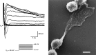 Fig. 2.