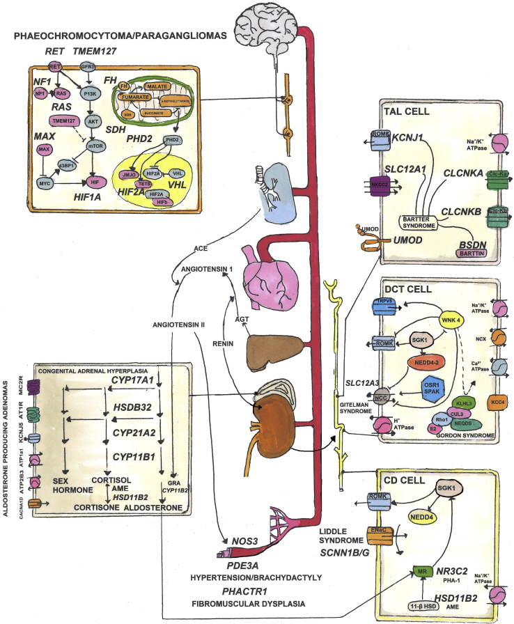 Figure 1