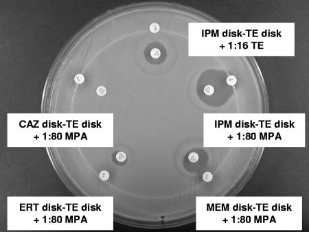 FIG. 1.