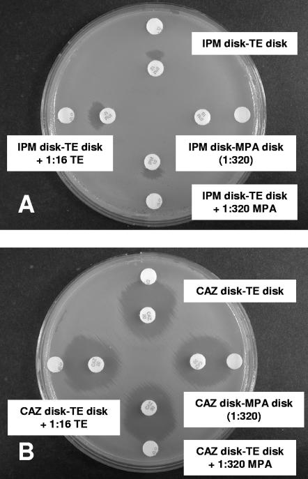 FIG. 2.