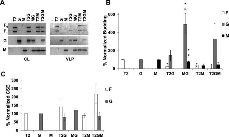 FIG 7