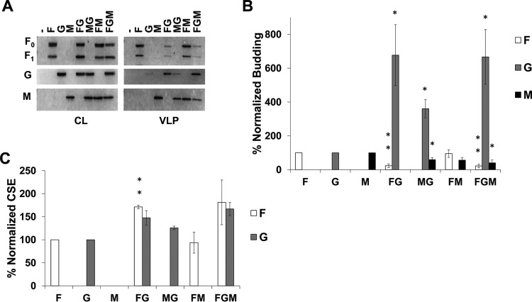 FIG 2