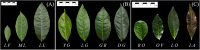 Fig. 9