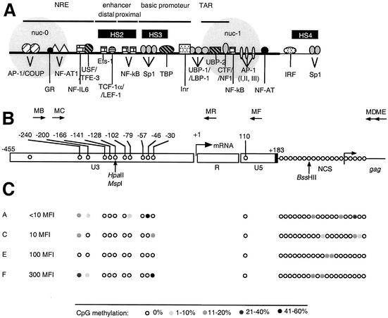 FIG. 1.