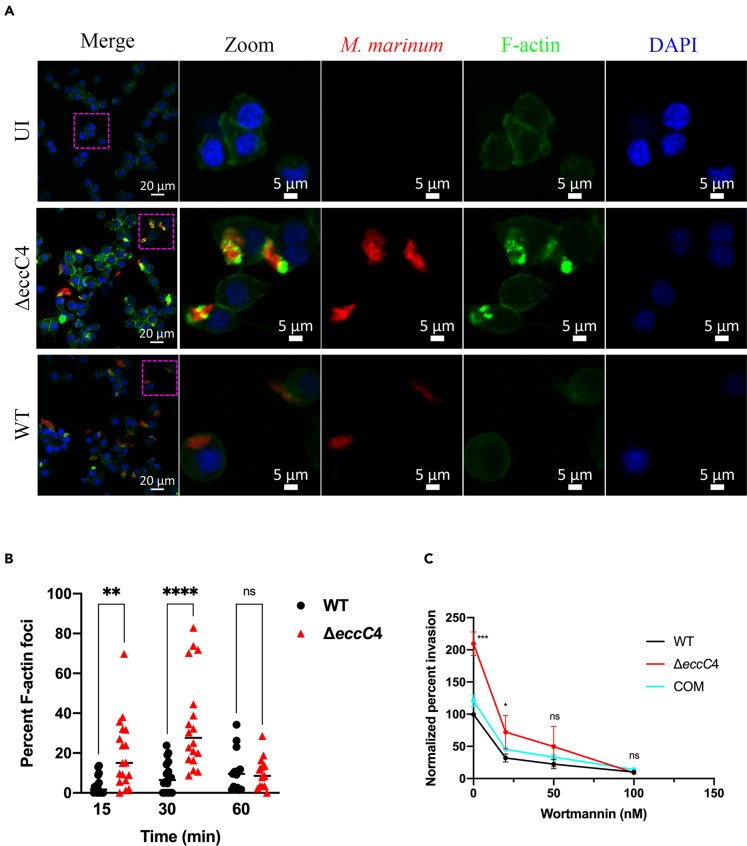 Figure 4